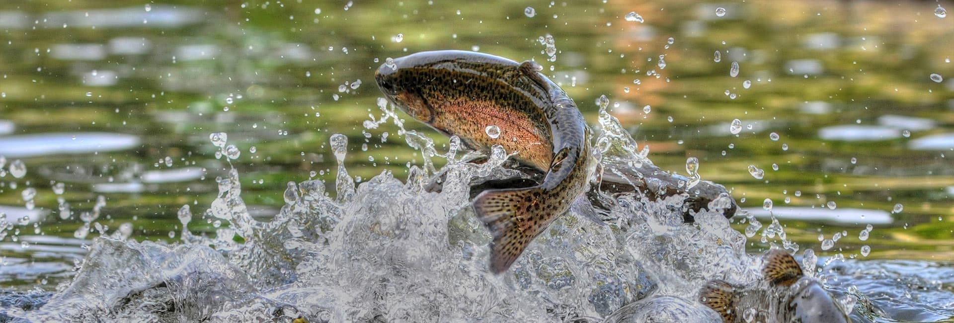 A fish leaps out of the water, creating splashes around it.