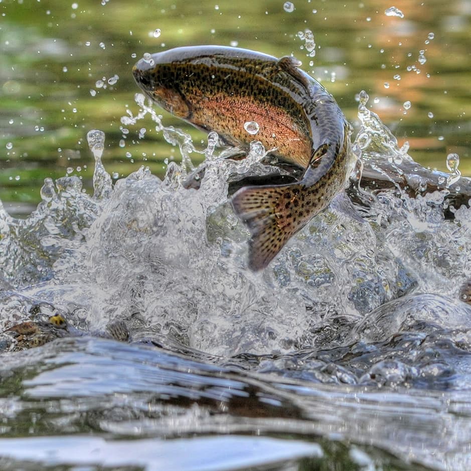 A trout leaps from the water, creating splashes around it.